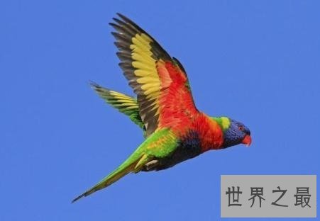 全世界最特别的十种鸟类，出乎意料的各种形态！