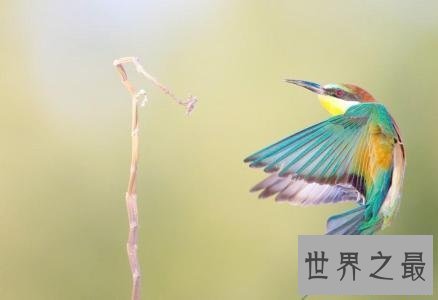 全世界最特别的十种鸟类，出乎意料的各种形态！