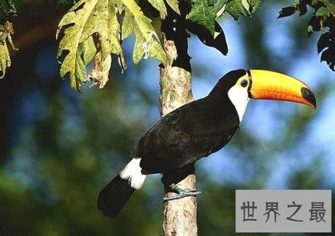 全世界最特别的十种鸟类，出乎意料的各种形态！