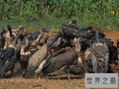 全世界最特别的十种鸟类，出乎意料的各种形态！