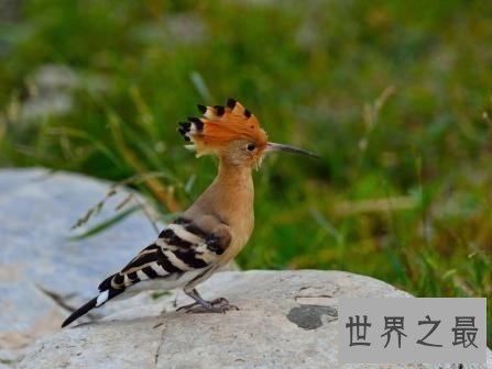 全世界最特别的十种鸟类，出乎意料的各种形态！