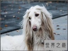 世界十大最笨的狗排行榜，雪橇三傻都比他们聪明啊！