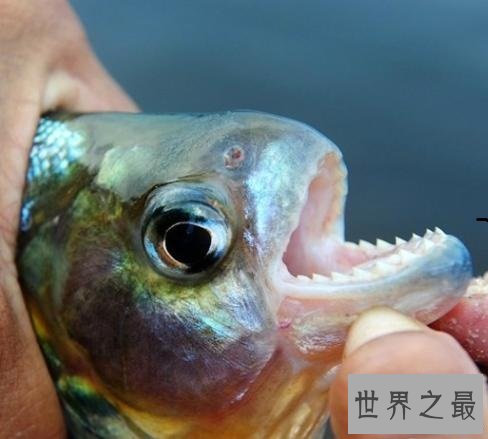 世界十大最危险的鱼，第一名是公认的世界毒王！