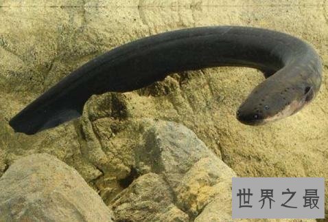 世界十大最危险的鱼，第一名是公认的世界毒王！