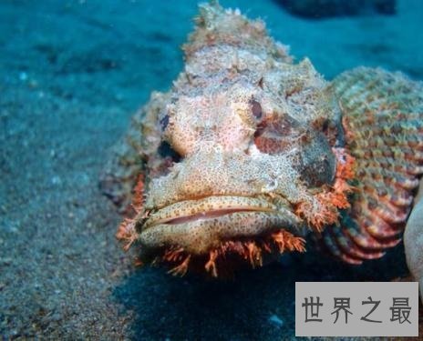 世界十大最危险的鱼，第一名是公认的世界毒王！