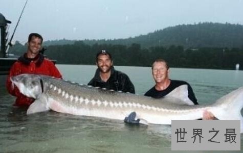 世界十大最危险的鱼，第一名是公认的世界毒王！