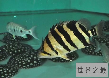 世界十大最危险的鱼，第一名是公认的世界毒王！