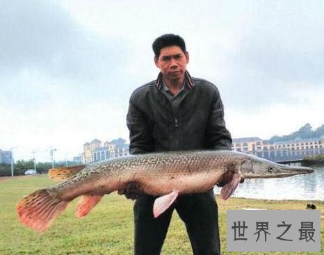 世界十大最危险的鱼，第一名是公认的世界毒王！