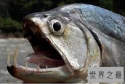 世界十大最危险的鱼，第一名是公认的世界毒王！