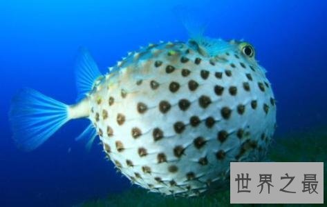 世界十大最危险的鱼，第一名是公认的世界毒王！