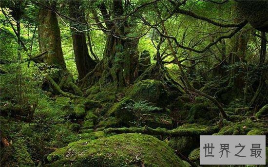 世界上最古老的十大原始森林，原始的自然保护区！