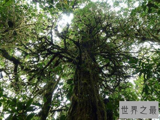 世界上最古老的十大原始森林，原始的自然保护区！