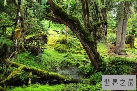 世界上最古老的十大原始森林，原始的自然保护区！