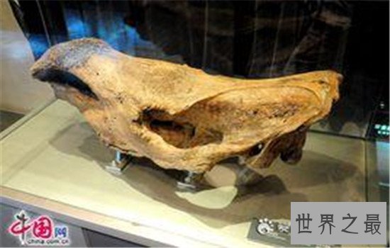 奥陶纪十大恐怖生物,有些生物至今还存在于海洋中