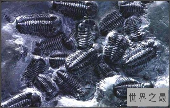 奥陶纪十大恐怖生物,有些生物至今还存在于海洋中