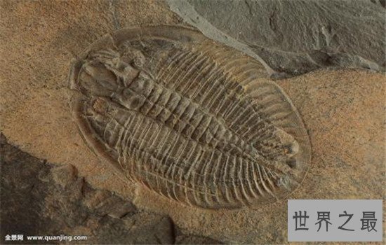 奥陶纪十大恐怖生物,有些生物至今还存在于海洋中