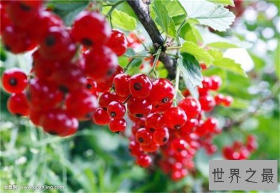 世界十大稀有水果 神仙赐给的美果你尝过什么味道吗