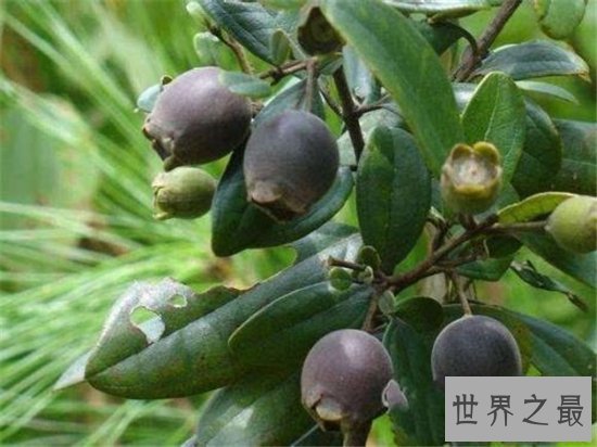 世界十大稀有水果 神仙赐给的美果你尝过什么味道吗