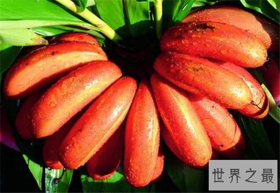 世界十大稀有水果 神仙赐给的美果你尝过什么味道吗