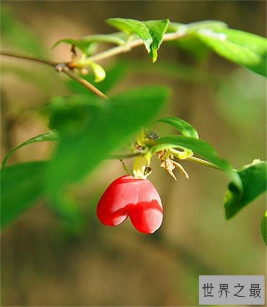 世界十大稀有水果 神仙赐给的美果你尝过什么味道吗