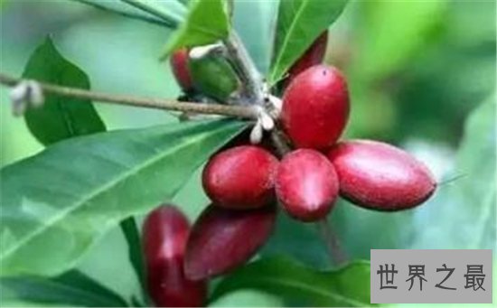 世界十大稀有水果 神仙赐给的美果你尝过什么味道吗