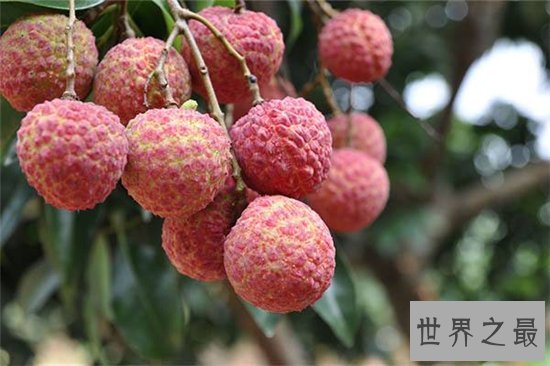 盘点世界十大最甜水果 最甜的水果甜到掉牙比糖还要甜