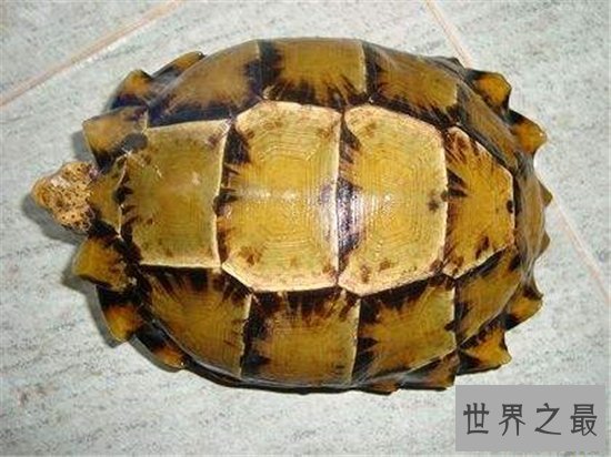 十大乌龟的世界之最，盘点哪些世界珍奇的乌龟！