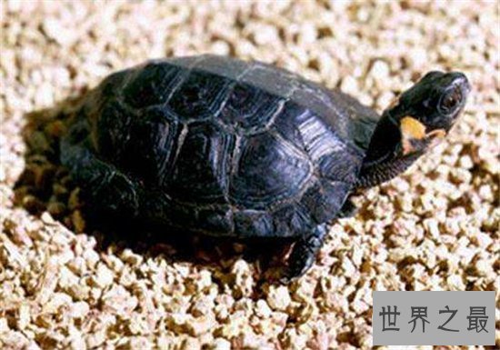 十大乌龟的世界之最，盘点哪些世界珍奇的乌龟！