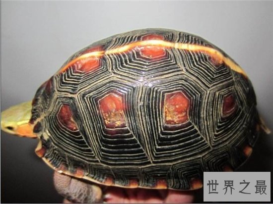 十大乌龟的世界之最，盘点哪些世界珍奇的乌龟！
