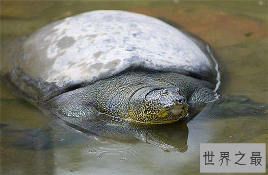 十大乌龟的世界之最，盘点哪些世界珍奇的乌龟！