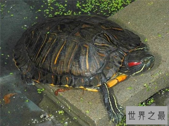 十大乌龟的世界之最，盘点哪些世界珍奇的乌龟！