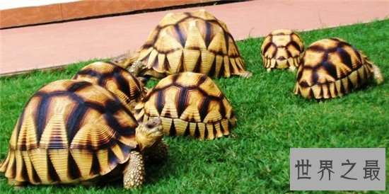 十大乌龟的世界之最，盘点哪些世界珍奇的乌龟！