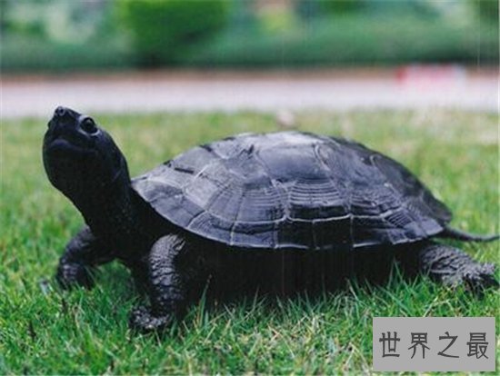 十大乌龟的世界之最，盘点哪些世界珍奇的乌龟！