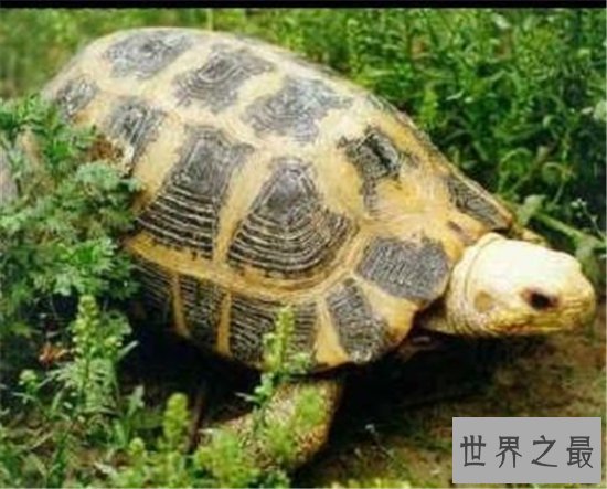 十大乌龟的世界之最，盘点哪些世界珍奇的乌龟！