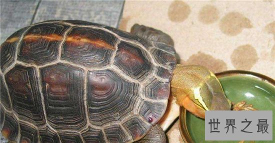 十大乌龟的世界之最，盘点哪些世界珍奇的乌龟！