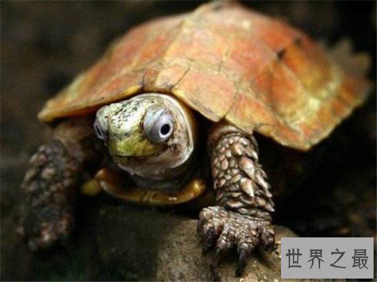 十大乌龟的世界之最，盘点哪些世界珍奇的乌龟！