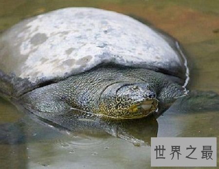 世界十大名龟的种类，让你意想不到的奇怪乌龟