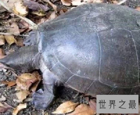 世界十大名龟的种类，让你意想不到的奇怪乌龟