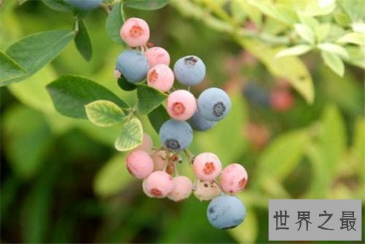 江苏南京十大特产，南京有什么特产值得带回家的？