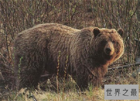 世界上最恐怖的动物 被任何一个缠上都很危险