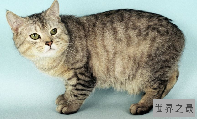 最漂亮可爱的十个猫咪品种，你家的猫是哪个