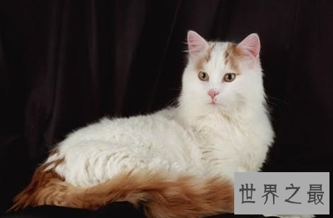 最漂亮可爱的十个猫咪品种，你家的猫是哪个