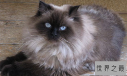 最漂亮可爱的十个猫咪品种，你家的猫是哪个