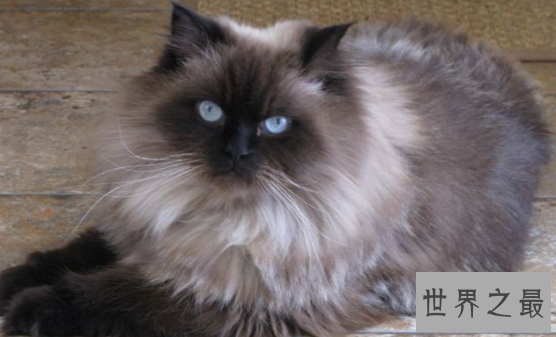 最漂亮可爱的十个猫咪品种，你家的猫是哪个
