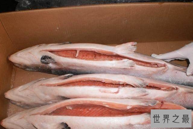 最令人惊叹的十大海鱼，冒着生命危险也要吃!