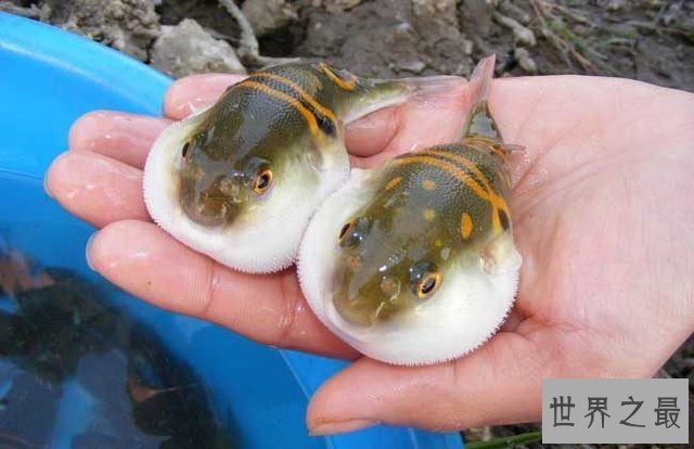 最令人惊叹的十大海鱼，冒着生命危险也要吃!