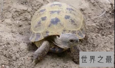 中国十大濒危动物盘点,你知道哪几个?