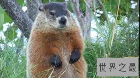 中国十大濒危动物盘点,你知道哪几个?