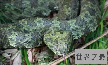 中国十大濒危动物盘点,你知道哪几个?