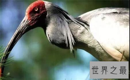中国十大濒危动物盘点,你知道哪几个?